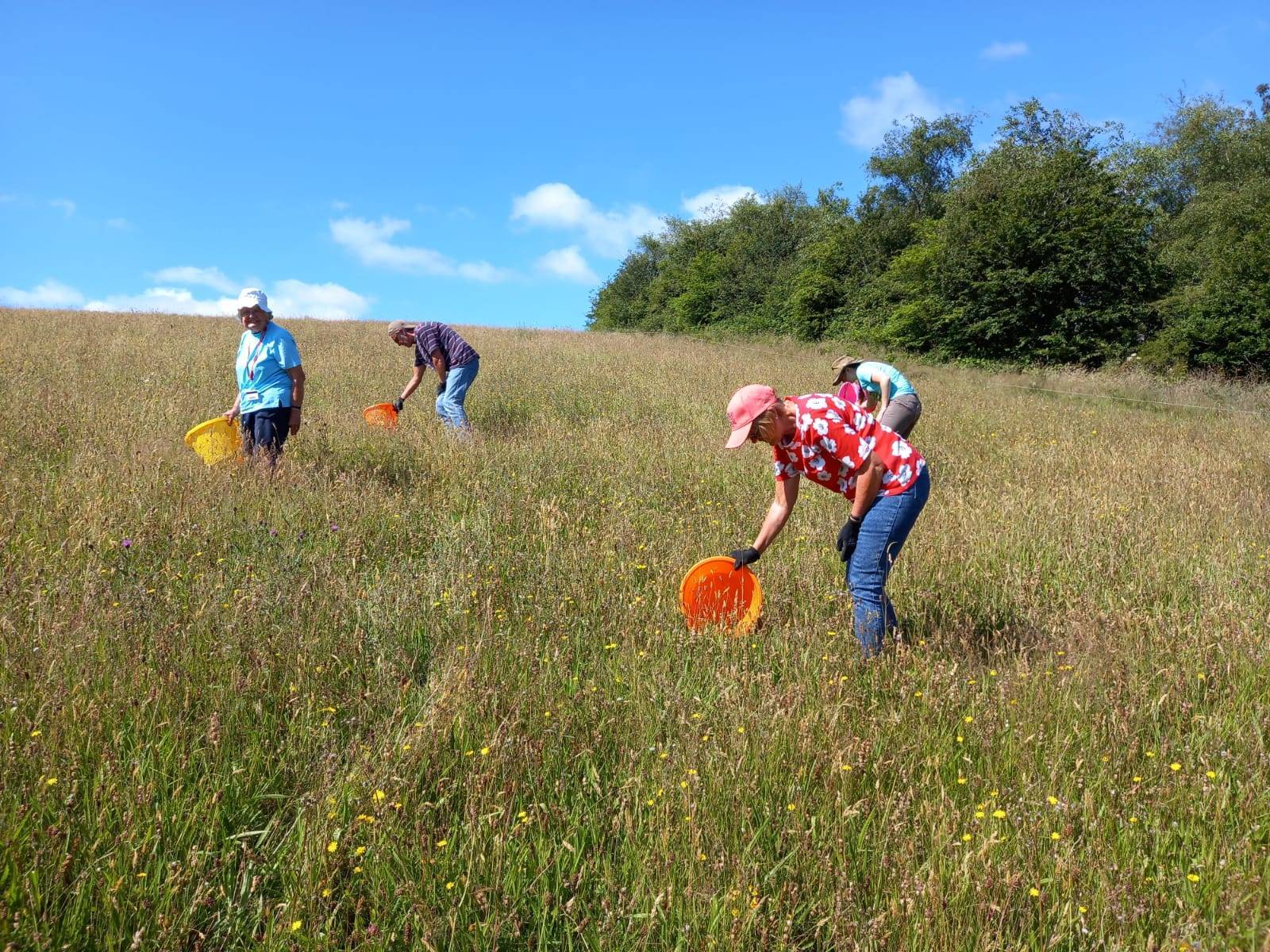 Heligan volunteers wildflower meadow