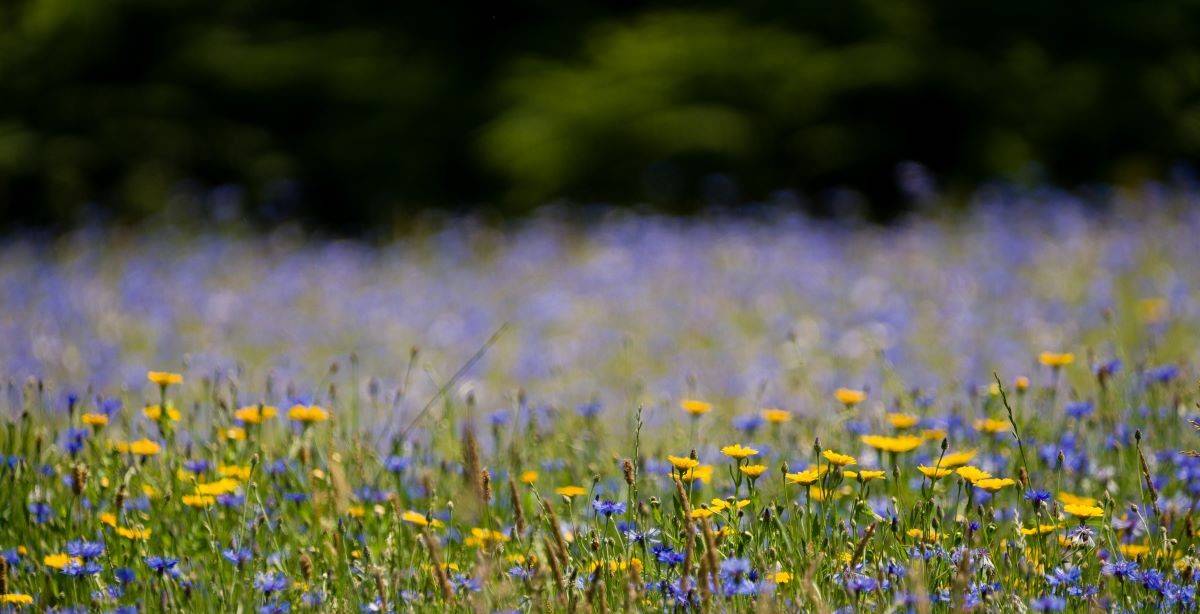 wildflower meadow