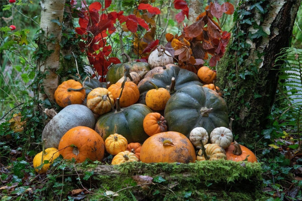 What to do with your pumpkin after Halloween