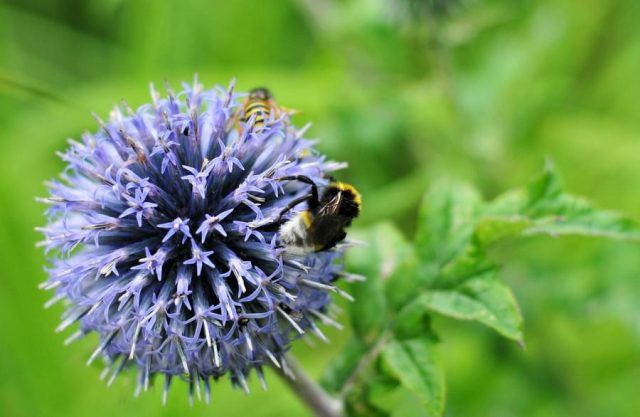 A close up of a bee on a flower