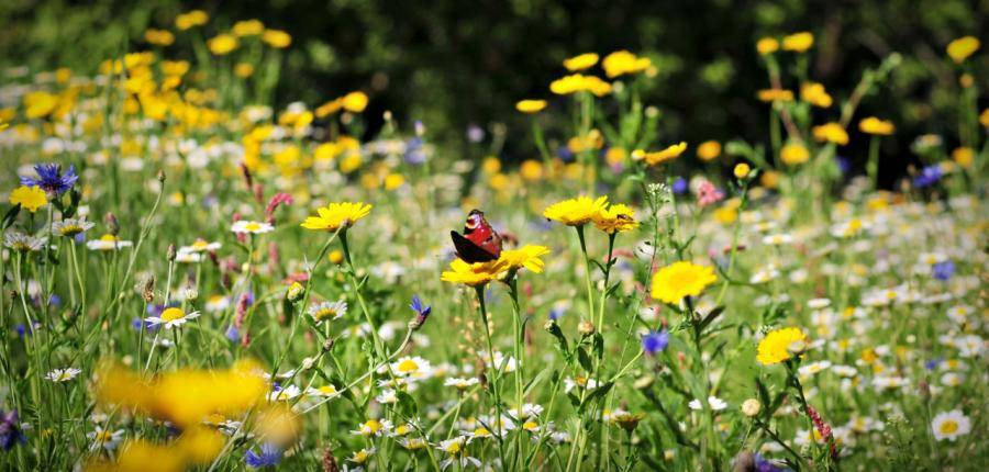 Meadow with butterfly