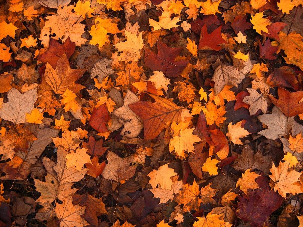 Orange and brown leaves on ground.