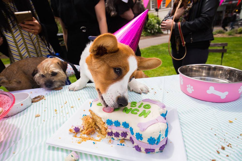 Dog licking cake