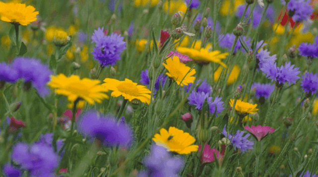 Yellow marigolds and blue cornflowers in a field