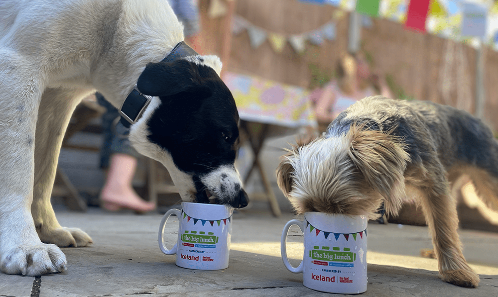 Dogs drinking out of mugs