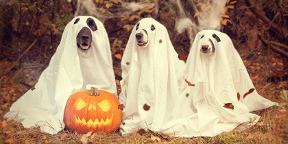 dogs dressed up as ghosts next to pumpkin