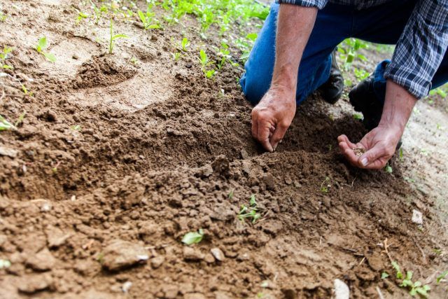 Man planting seeds