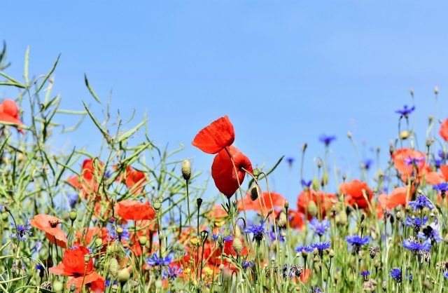 Wildflower meadow in front of a bright blue sky