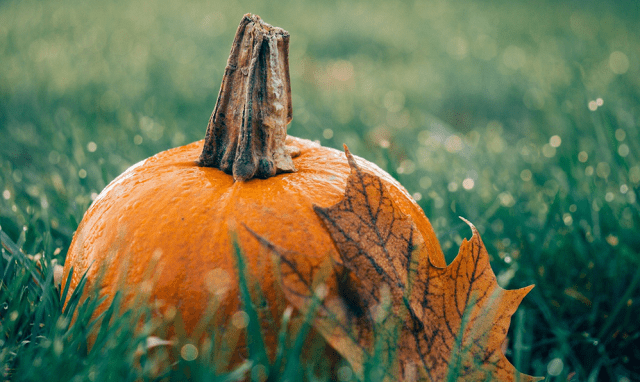 pumpkin