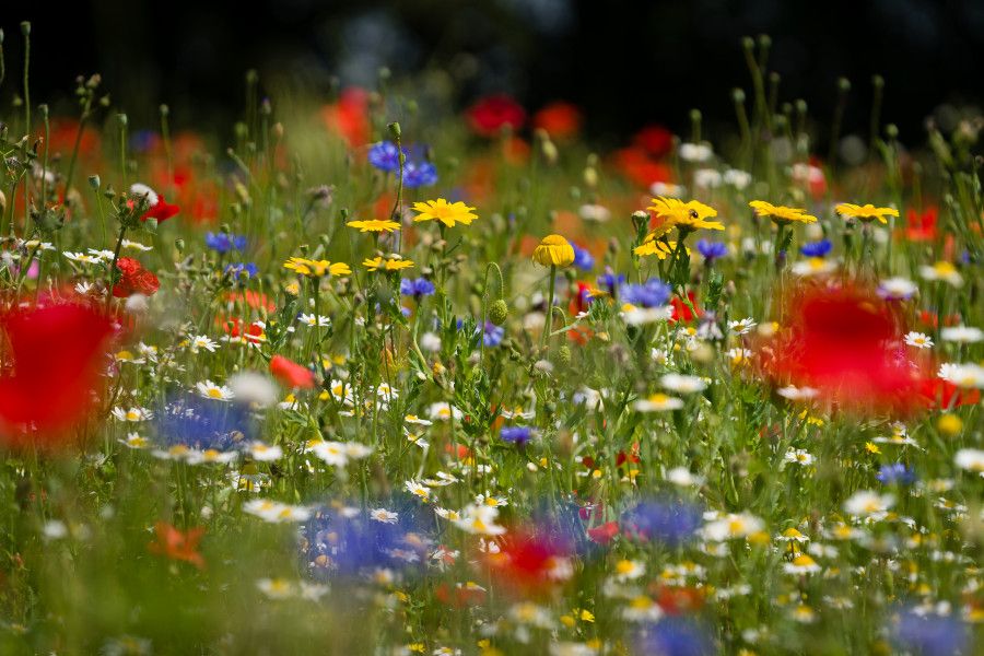 wildflowers