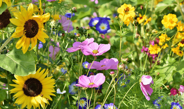 Wild flowers