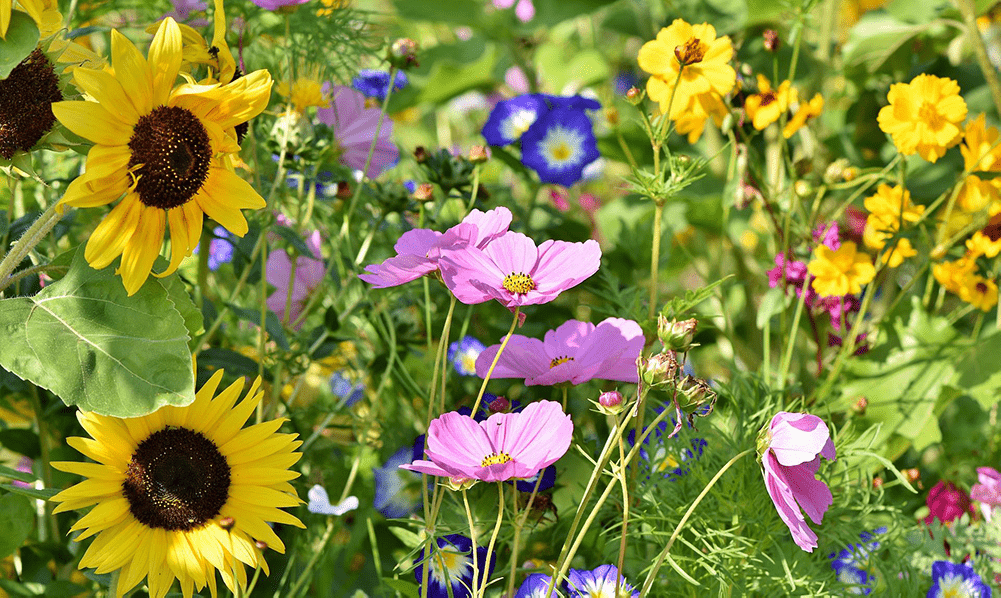 Wild flowers