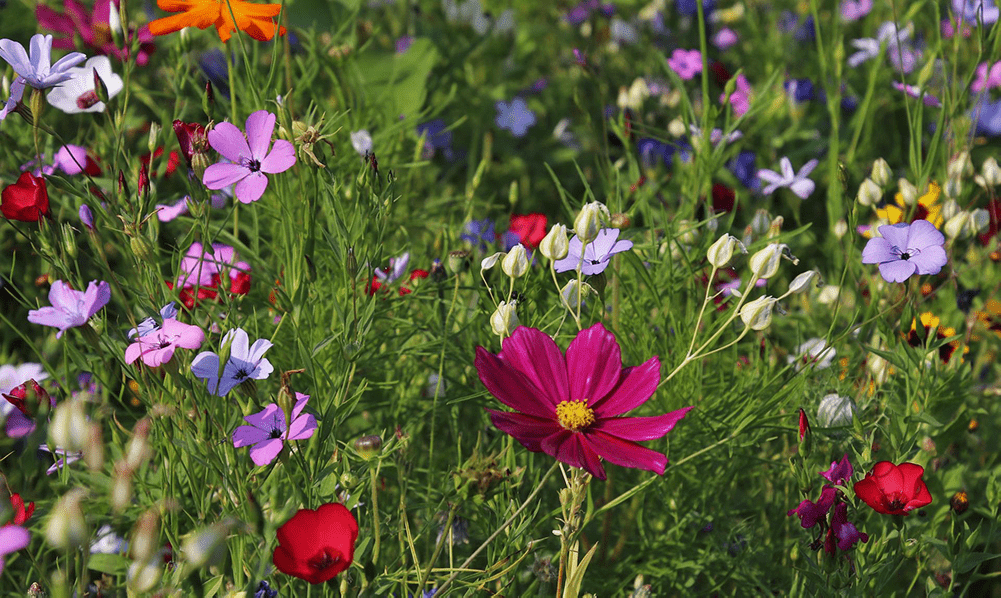 A wildflower meadow with a cerise flower in front shot