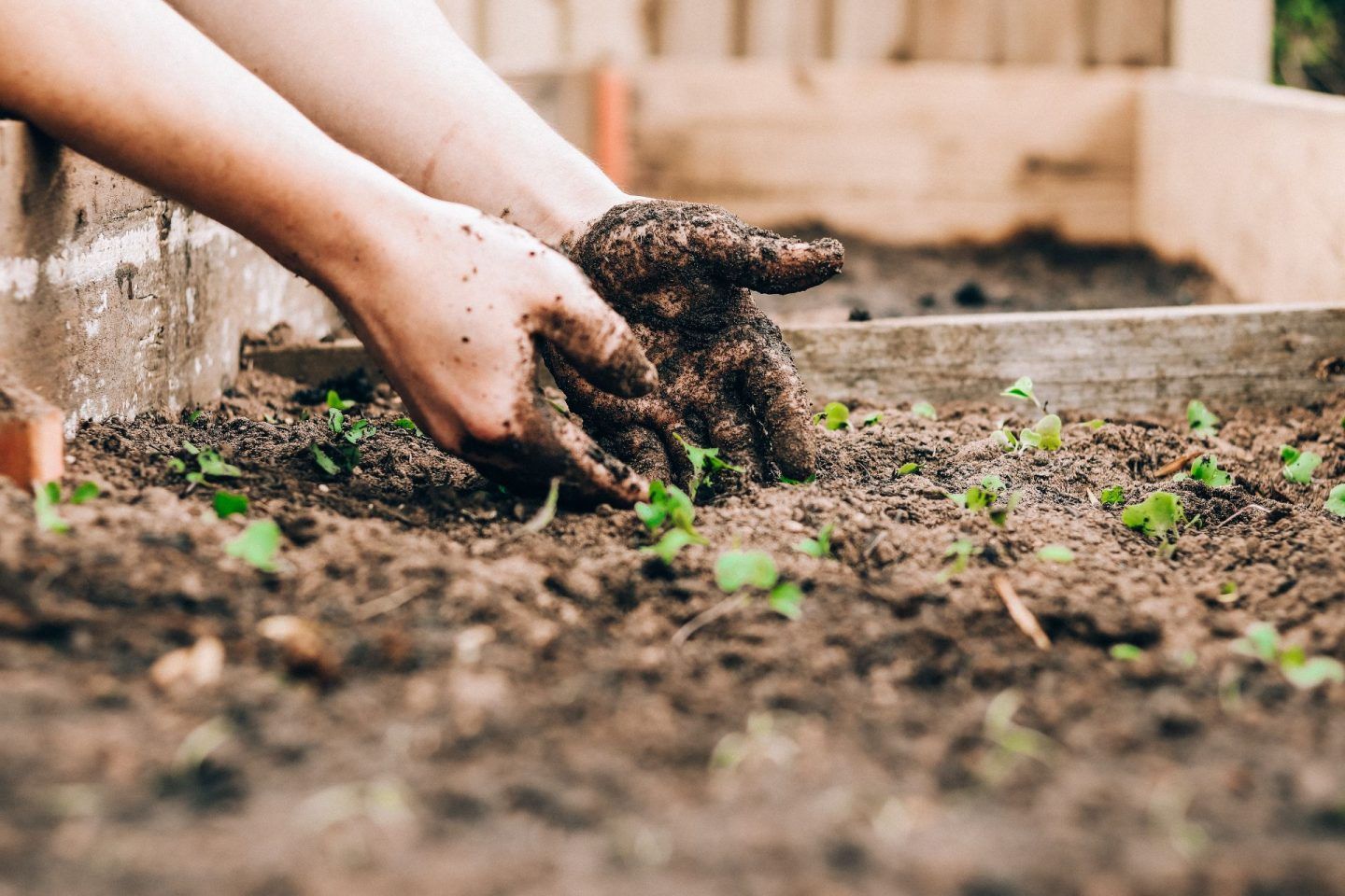 Somebody scooping their hands into a box full of soil, with seedlings growing