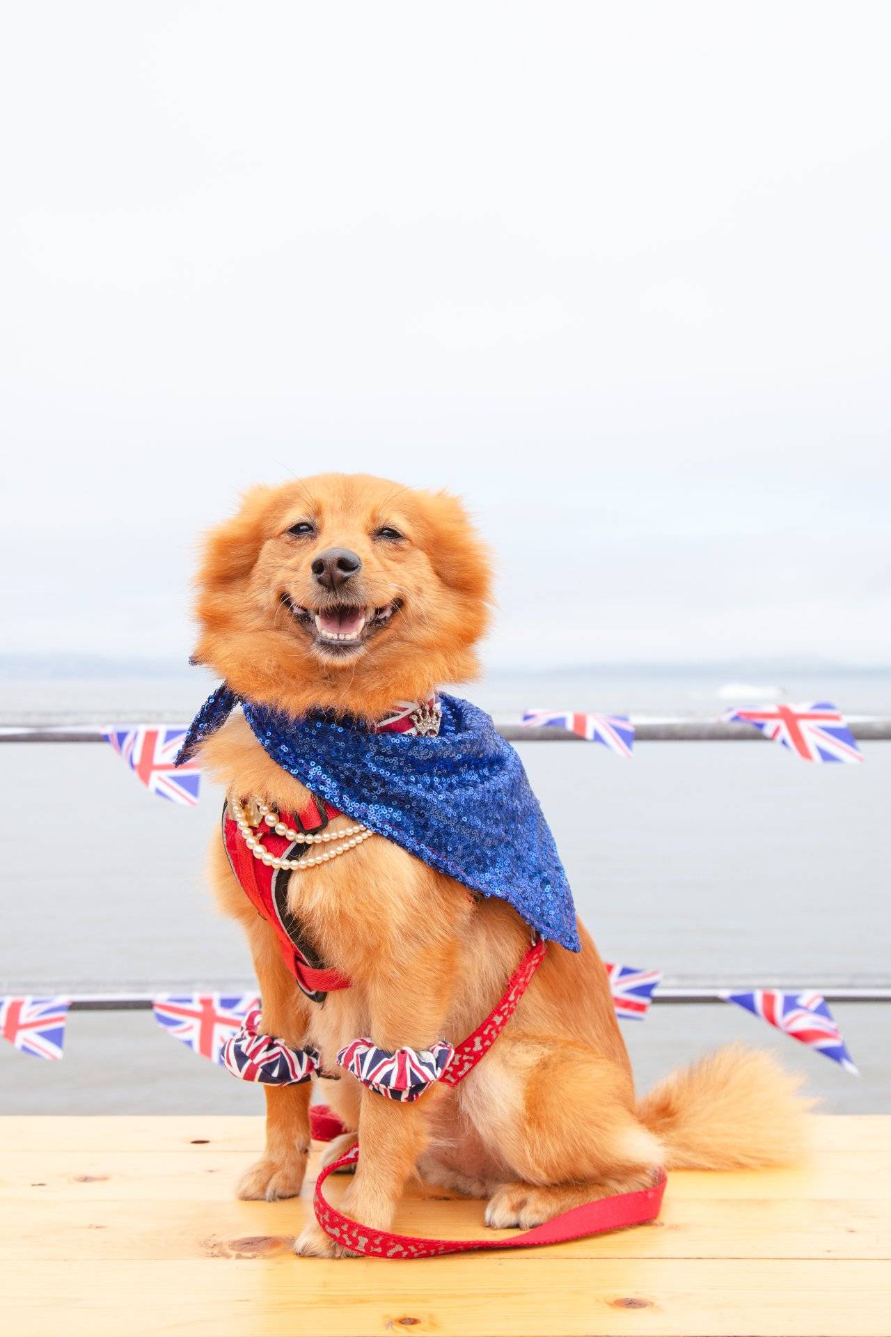 Large fluffy dog adorned with bunting, looking very cheerful