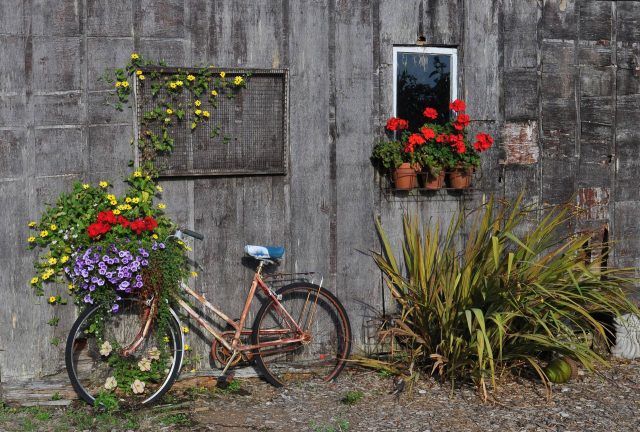 A bike leans against a scruffy grey wall with colourful flowers spilling out of the basket. Next to it there's a window with a windowbox full of red flowers and a leafy shrub beneath.