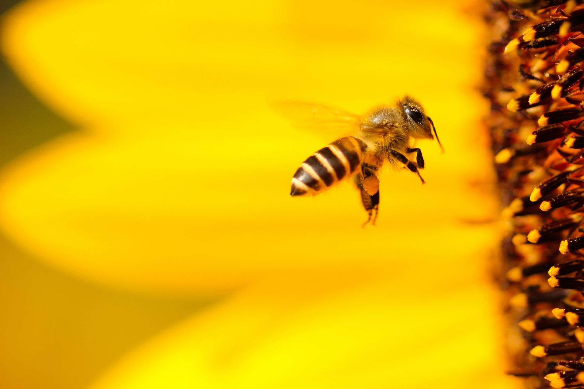 Close up of bee on bright yellow flower.