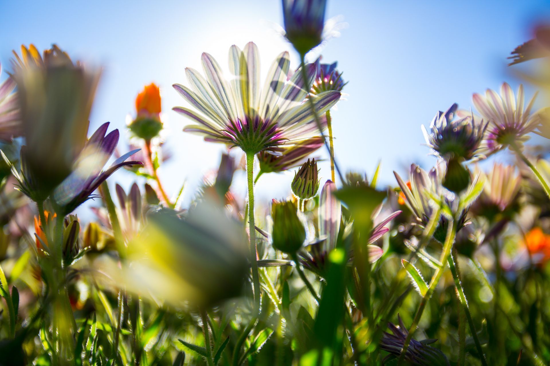 Colourful wildflowers. The picture is taking from below with the flowers stretching up into the blue sky.