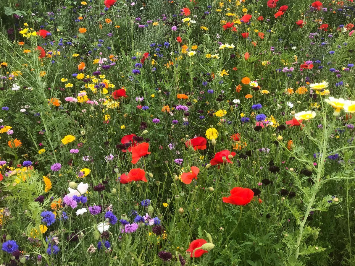 Field of colourful wildflowers