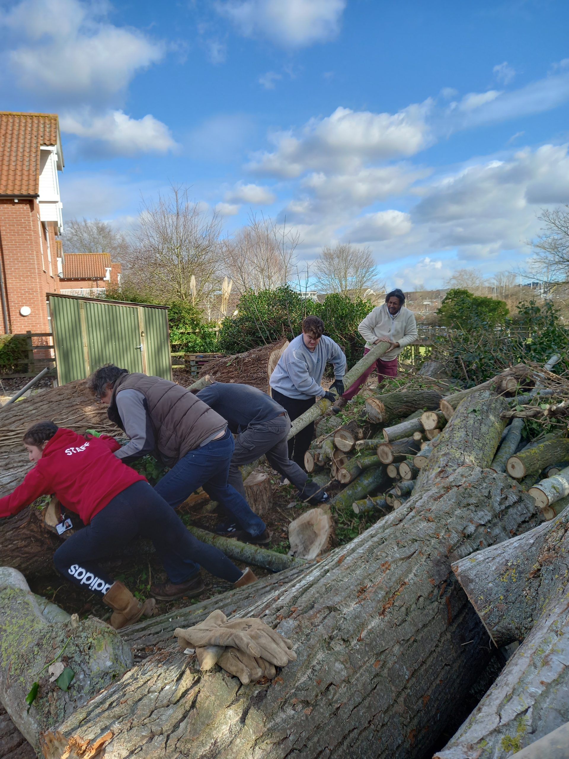 A group of people carrying cut logs from a tree trunk away.