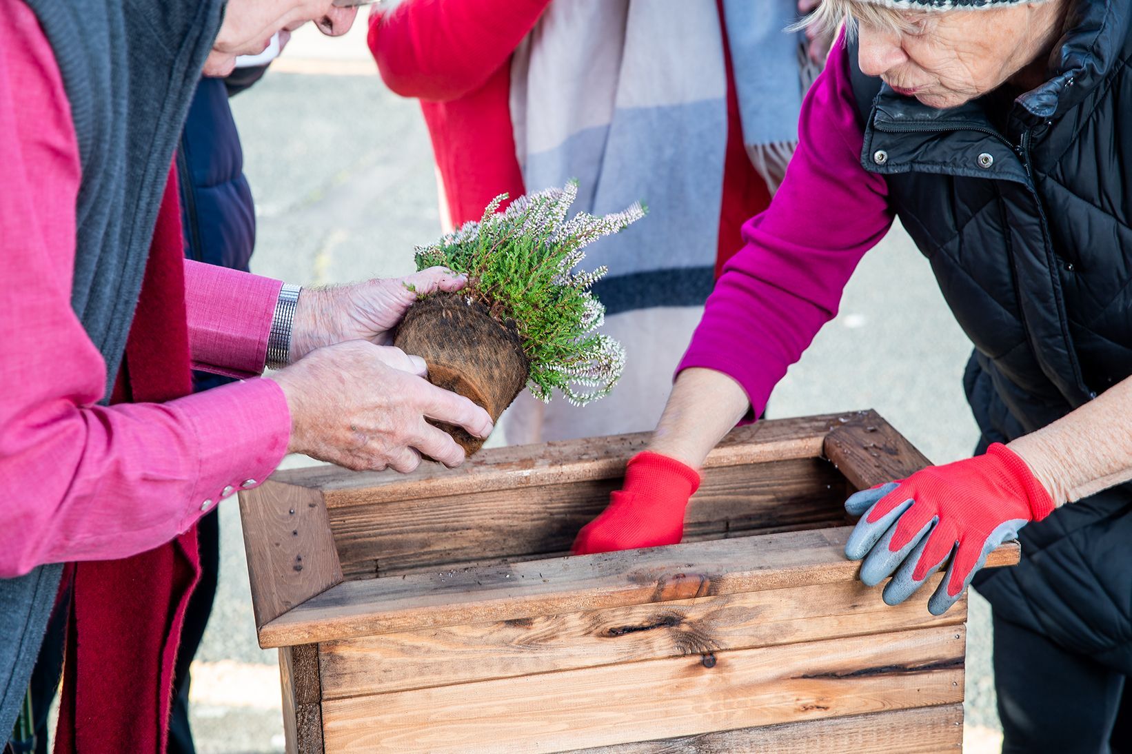 Two people are planting a plant in a wooden trough.