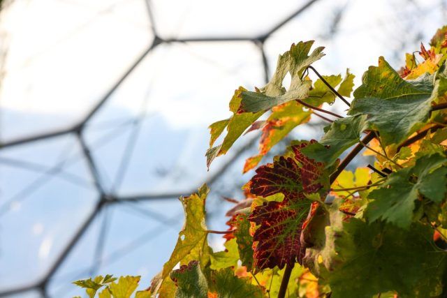 Leaves turning orange in one of the biomes in the Eden Project