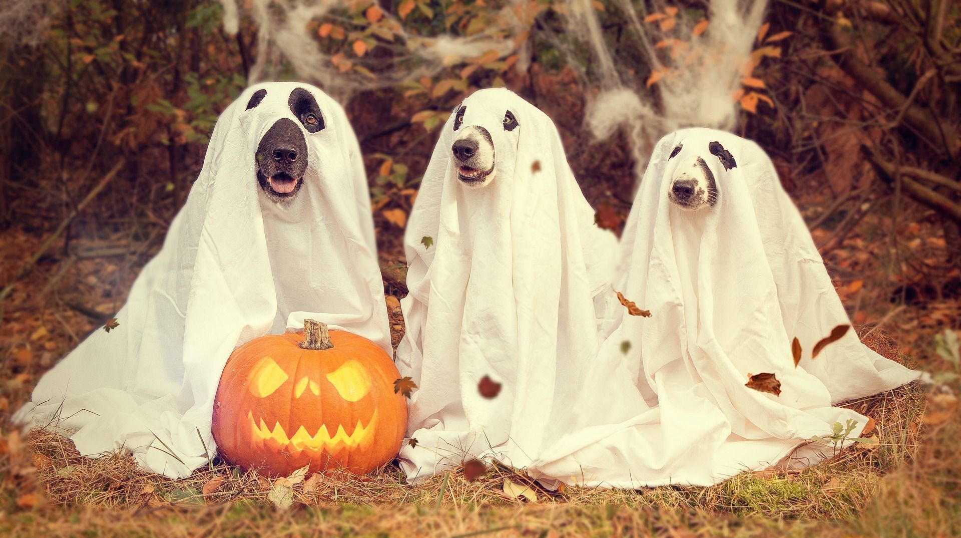 Three dogs wearing sheets that make them look like ghosts, with a pumpkin in front of them