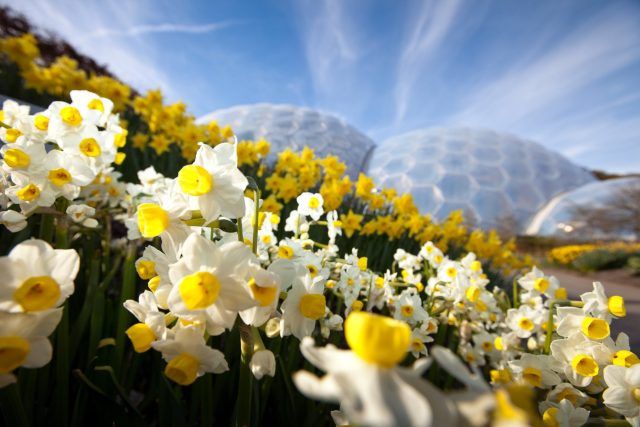 Daffodils outside the Eden Project biomes