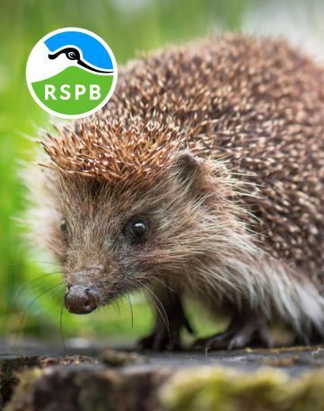 Create nature highways and byways with RSPB