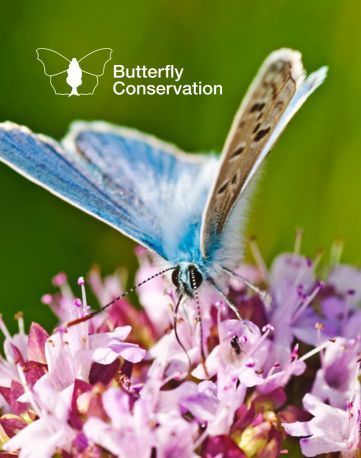 Create a Wild Space with Butterfly Conservation